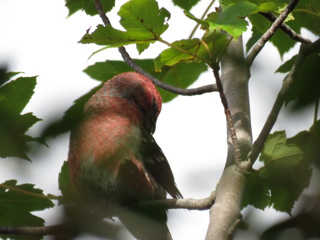 Pine Grosbeak - ML494797431