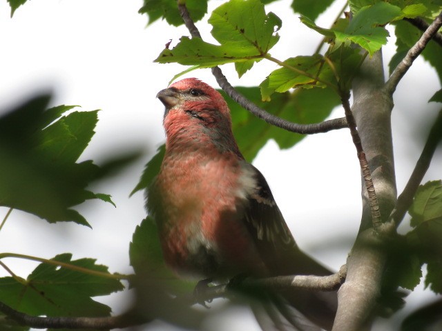 Pine Grosbeak - ML494797441