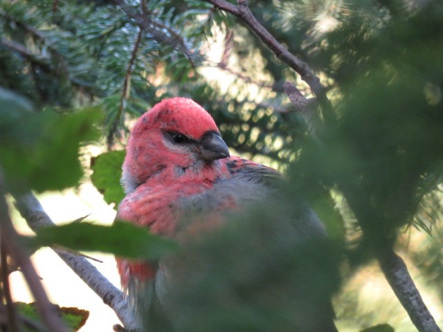 Pine Grosbeak - ML494797451