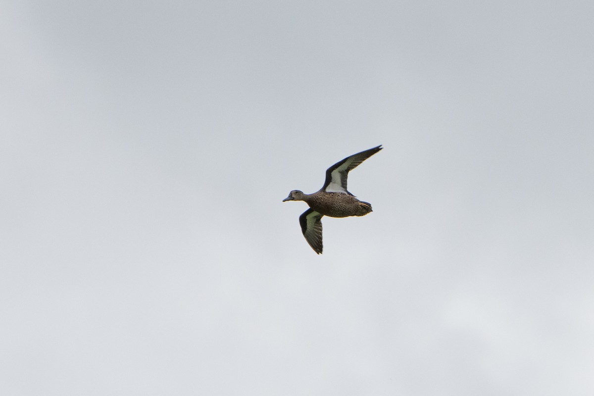 Blue-winged Teal - ML494801281