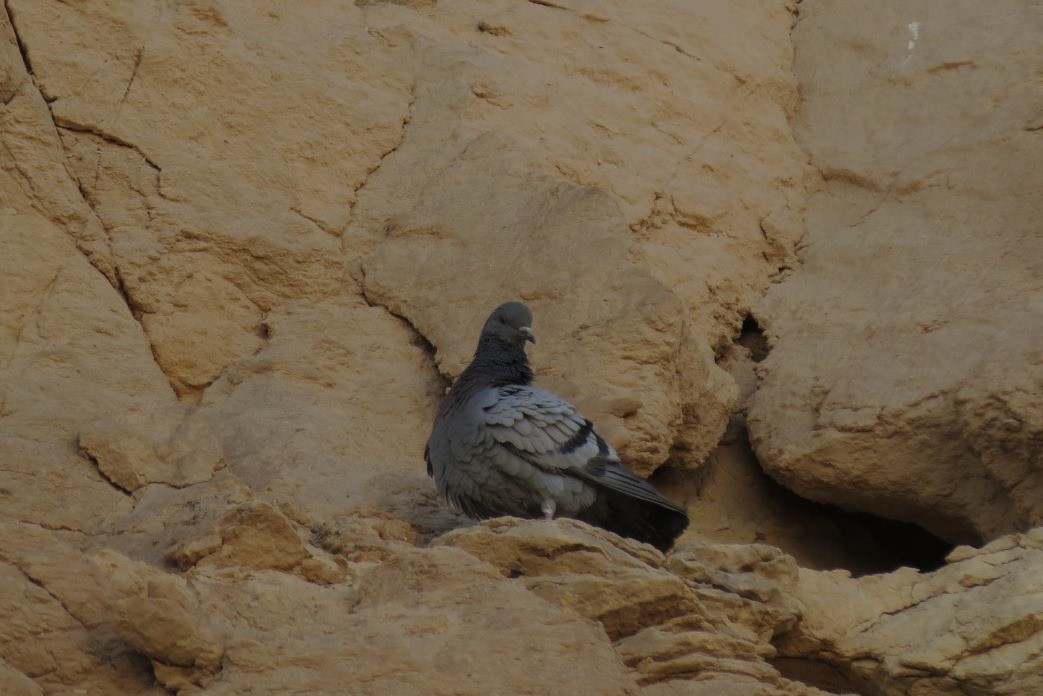 Rock Pigeon (Wild type) - Filipe Canário