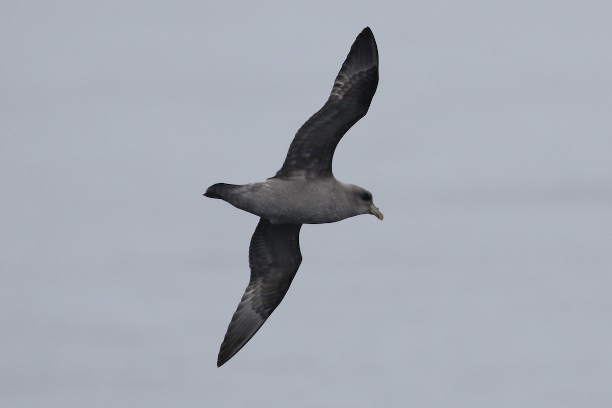 Northern Fulmar - ML494802661