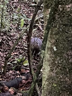 Solitary Tinamou - ML494803921