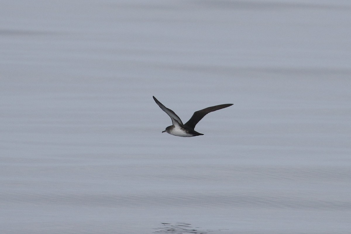 Black-vented Shearwater - Joel Barrett