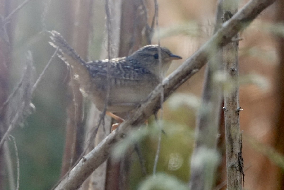 Sedge Wren - ML494804701