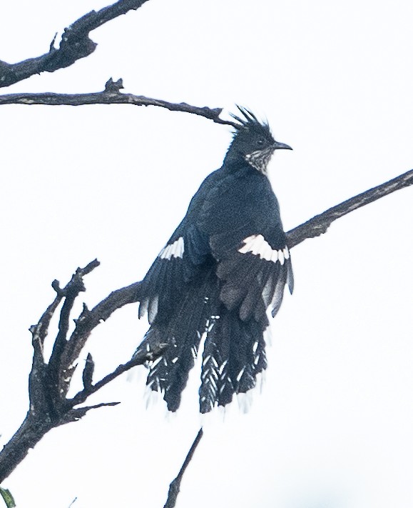 Levaillant's Cuckoo - ML494804711