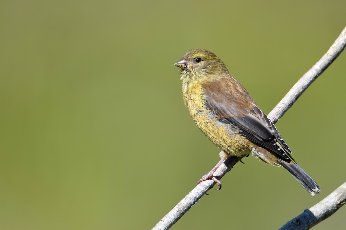 Cape Siskin - Regard Van Dyk