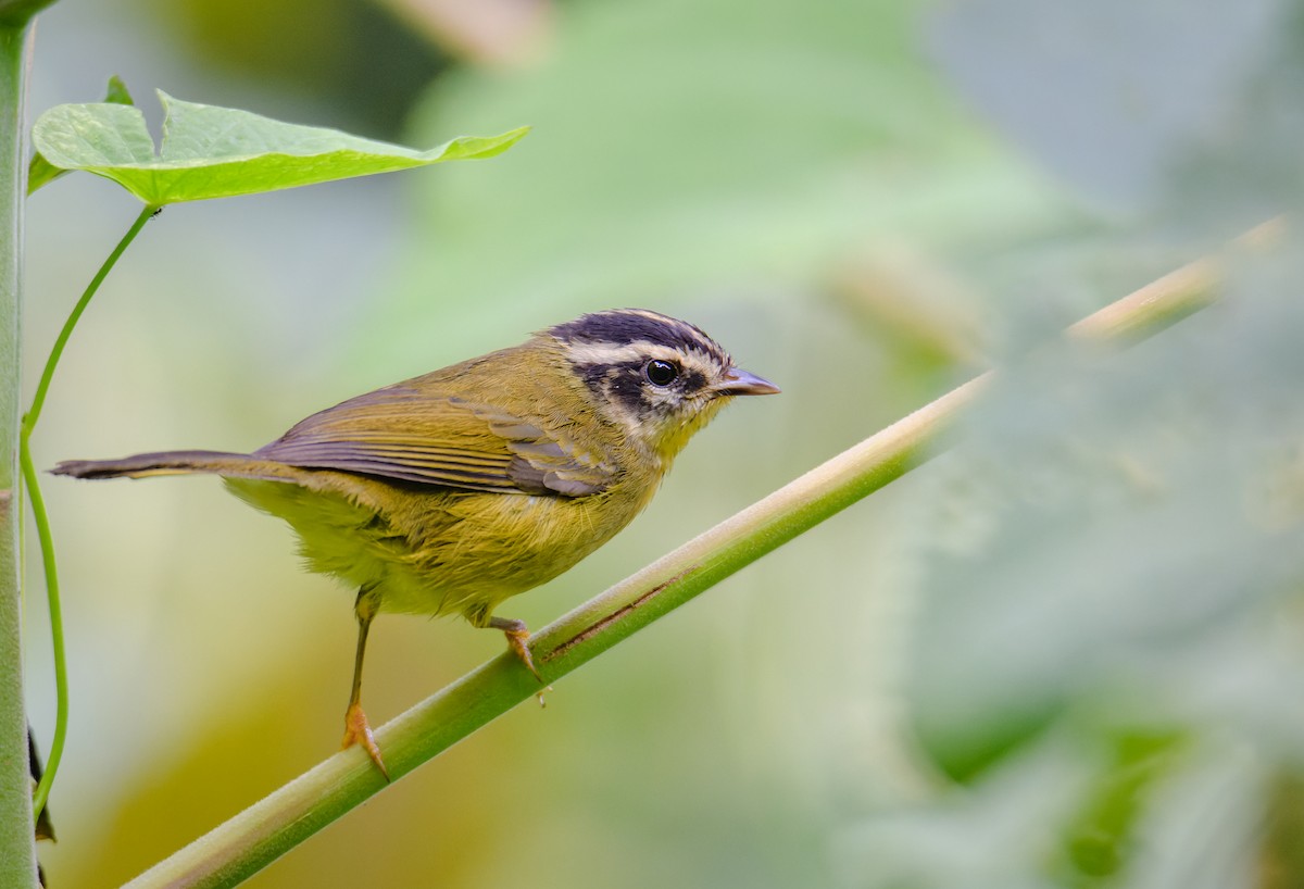 Three-striped Warbler (auricularis) - ML494805721