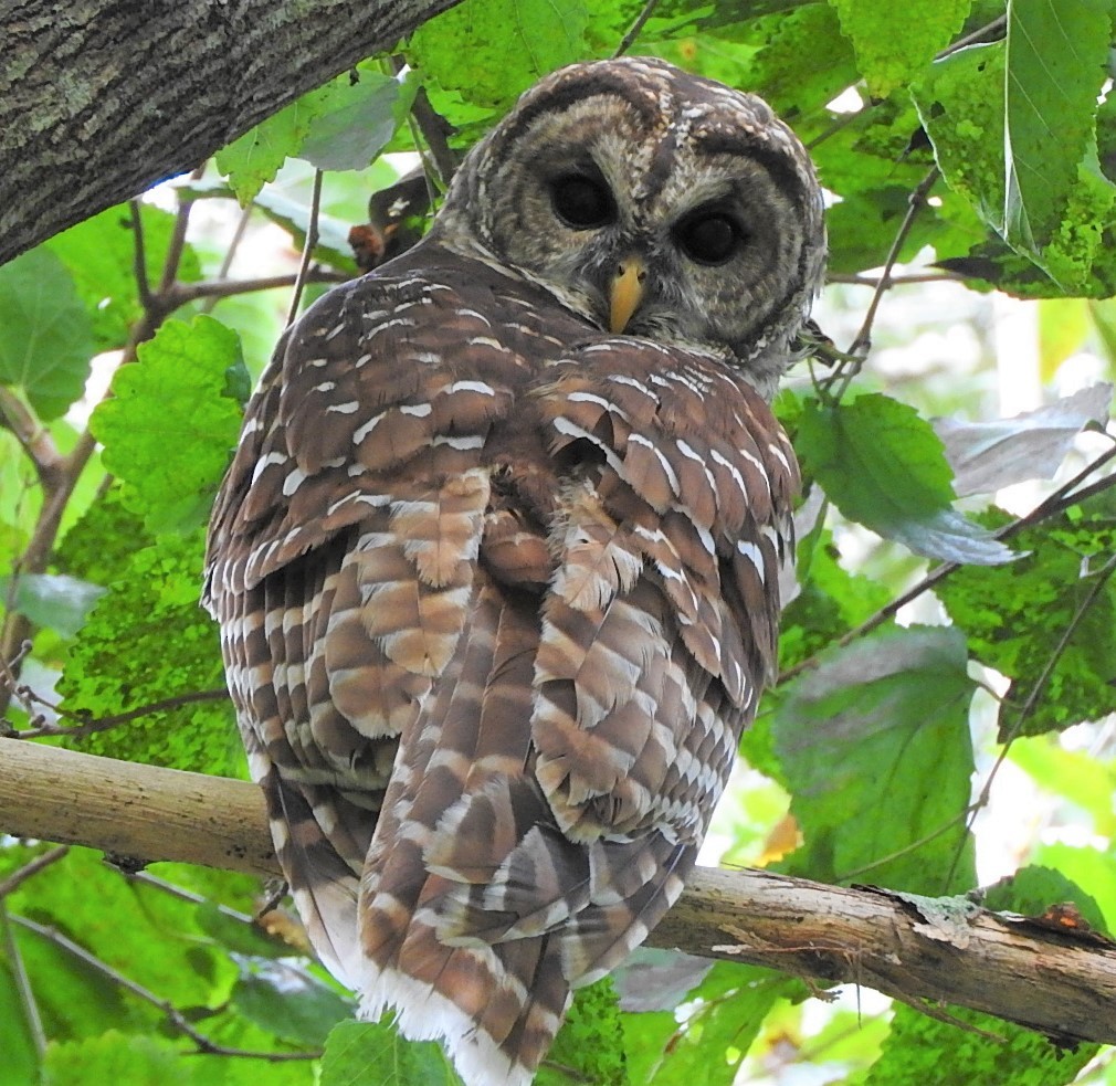 Barred Owl - Mark Meunier