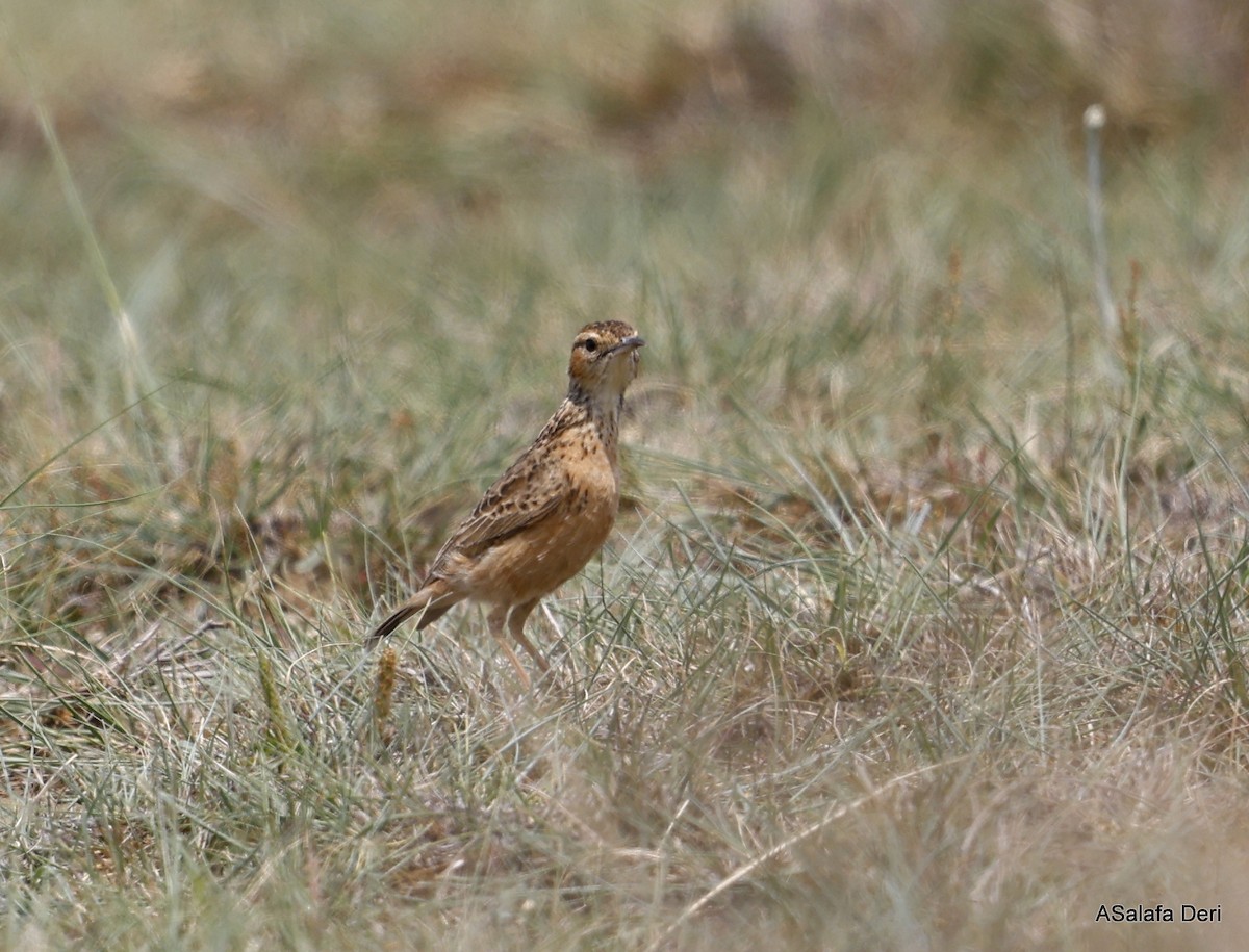 Spike-heeled Lark (Spike-heeled) - Fanis Theofanopoulos (ASalafa Deri)