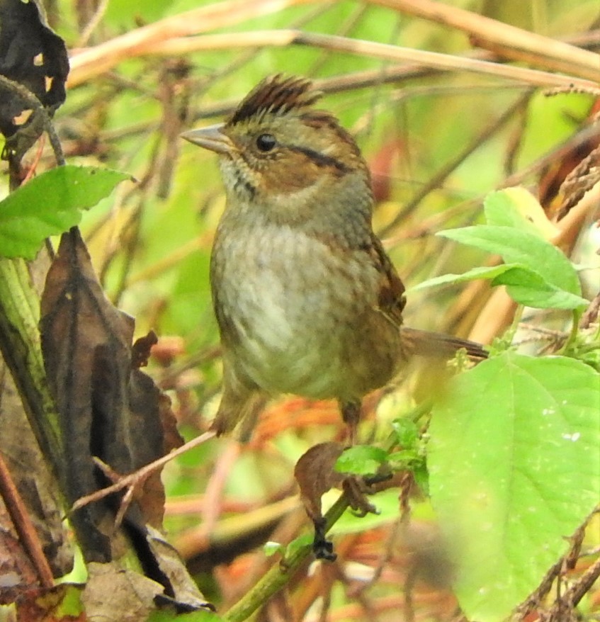 Swamp Sparrow - ML494812161