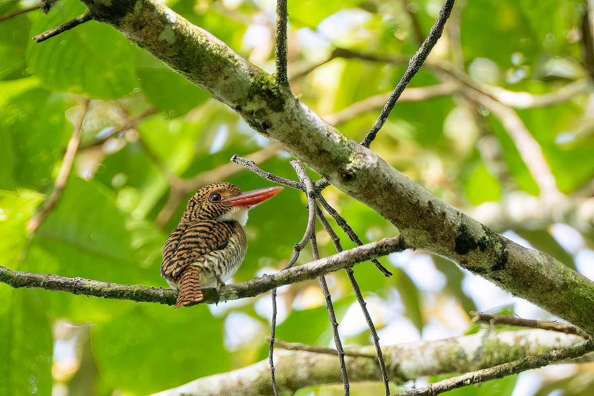Banded Kingfisher (Black-faced) - ML494813661
