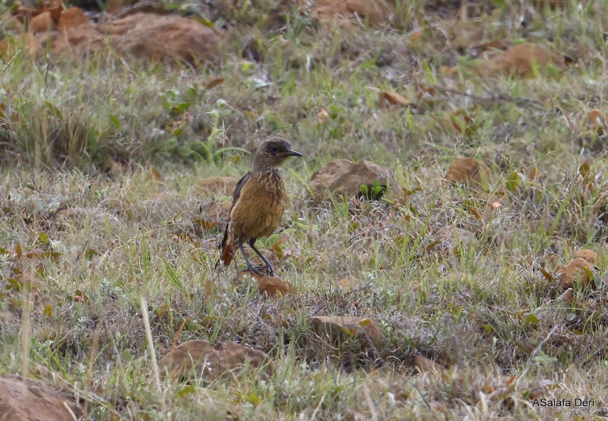 Sentinel Rock-Thrush - ML494813741