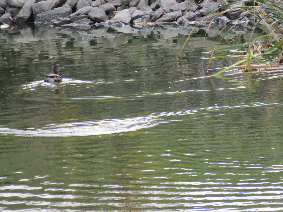 Pied-billed Grebe - ML494813991