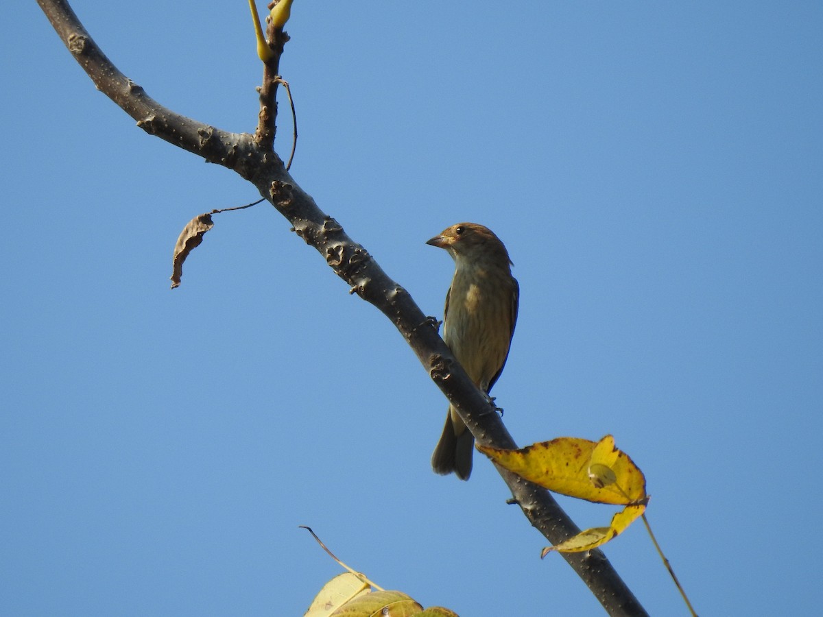 tanımsız Passeriformes sp. - ML494814411