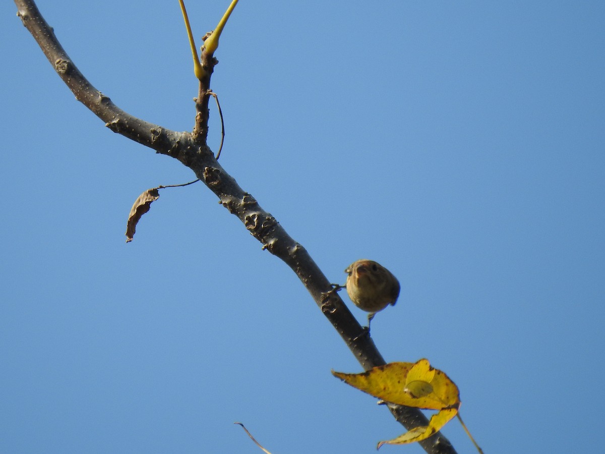 tanımsız Passeriformes sp. - ML494814471