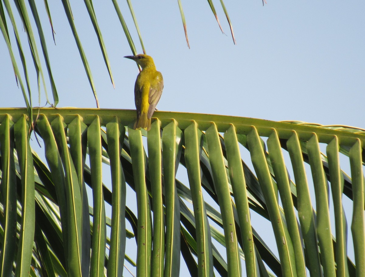 Indian Golden Oriole - Kalaimani Ayuthavel