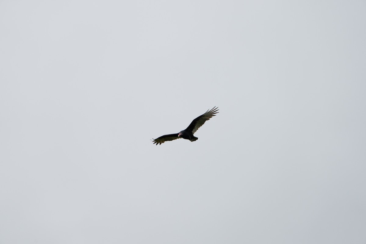 Turkey Vulture - ML494814861