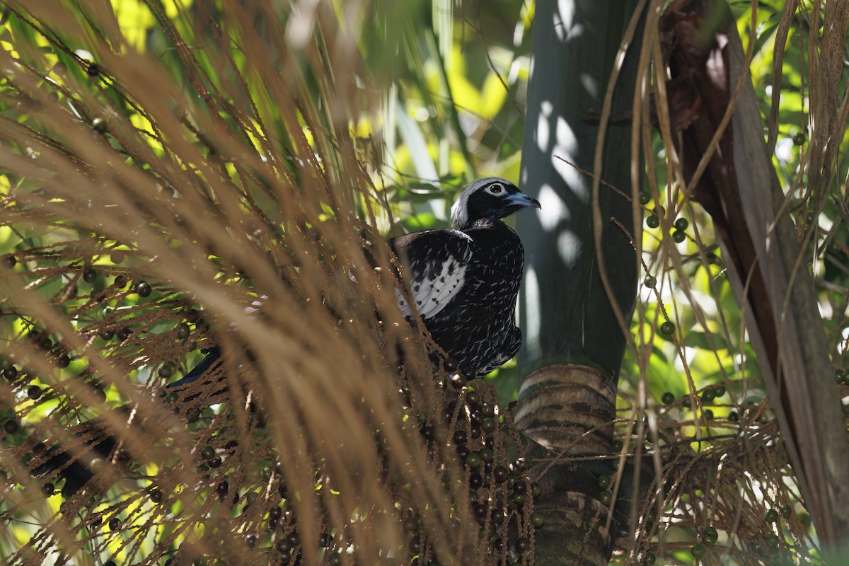 Black-fronted Piping-Guan - ML494815021