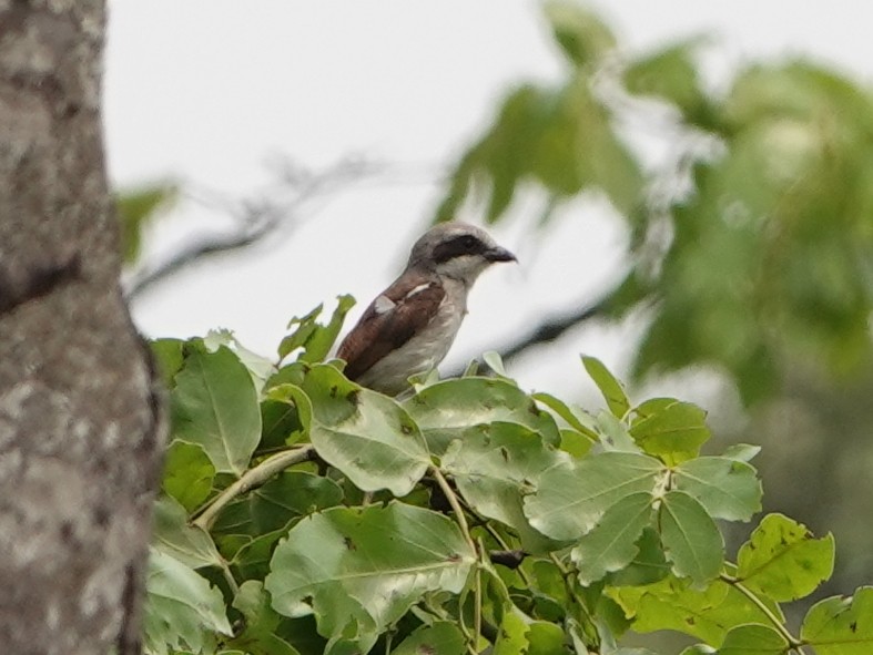 Souza's Shrike - Barry Reed