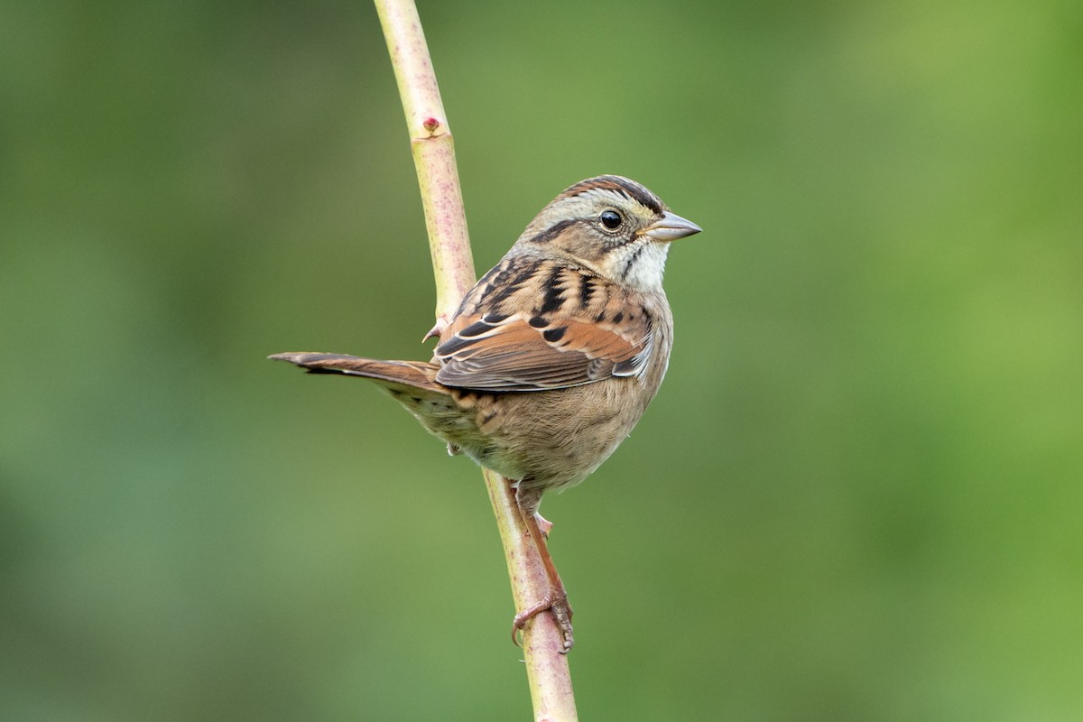 Swamp Sparrow - ML494815761