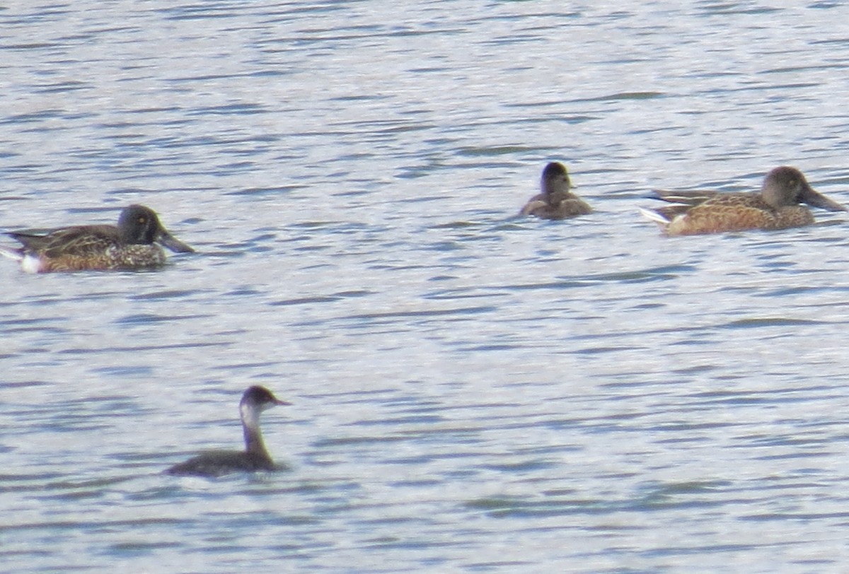 Eared Grebe - ML494815781