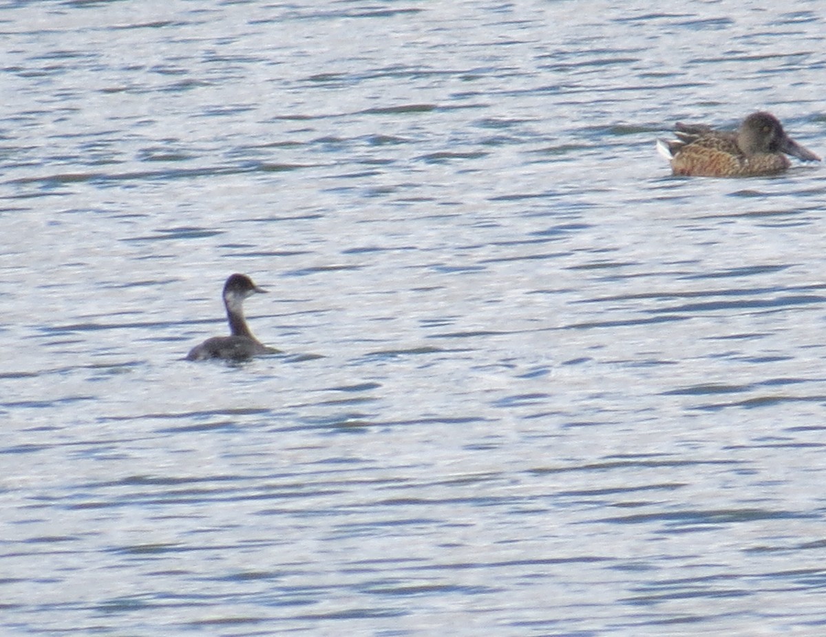 Eared Grebe - ML494815861