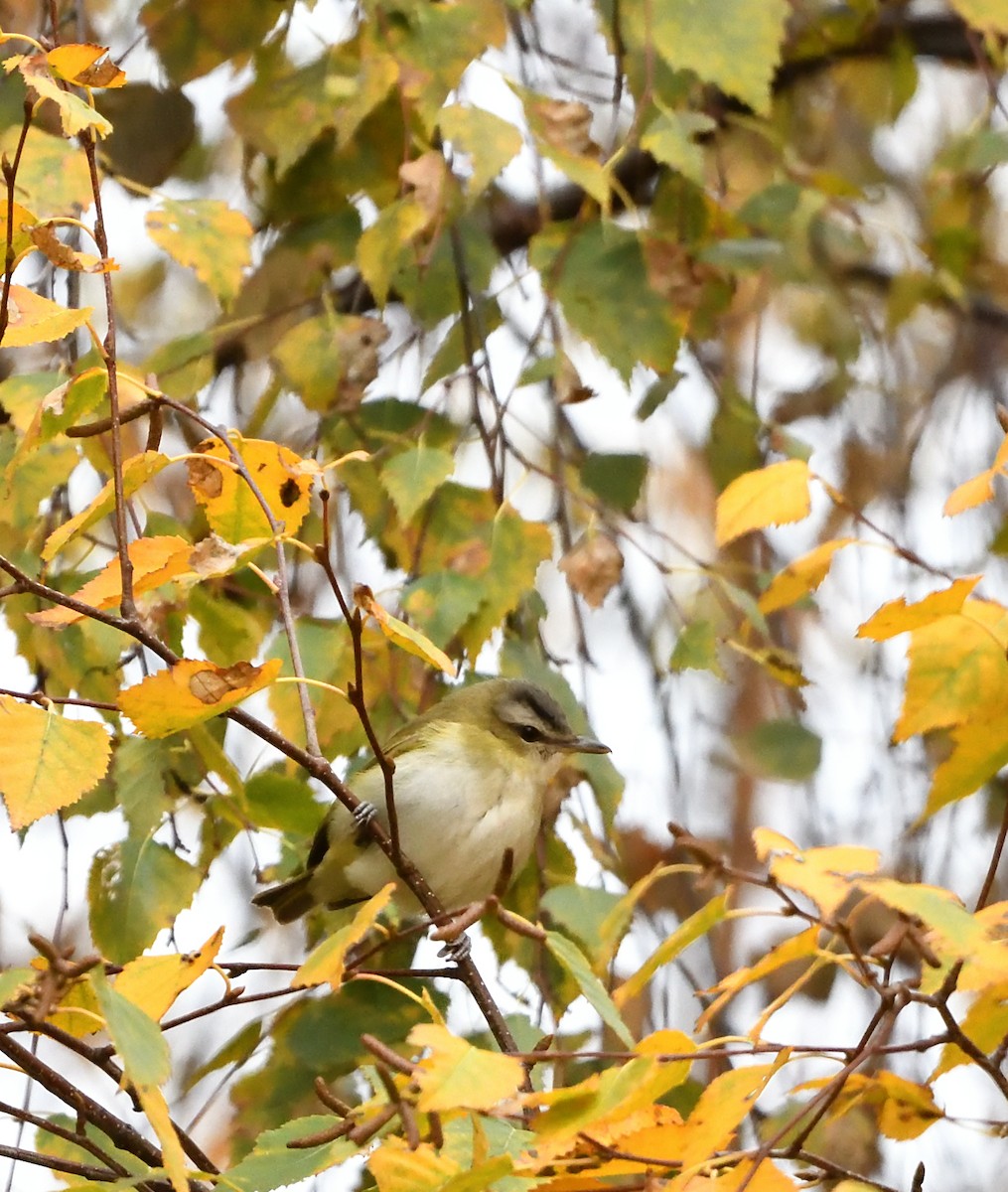 Red-eyed Vireo - Sylvain Dallaire