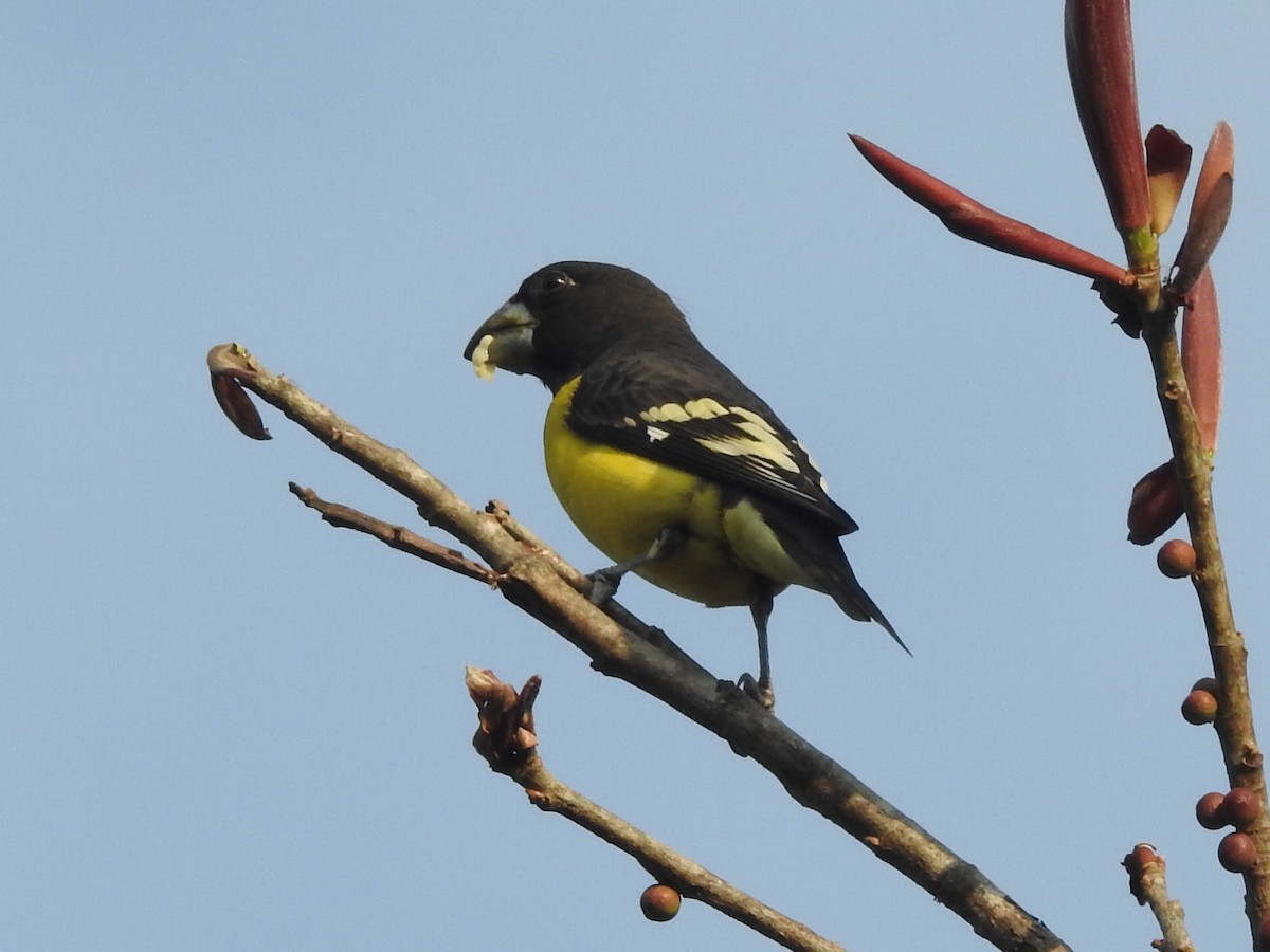 Spot-winged Grosbeak - ML49481611