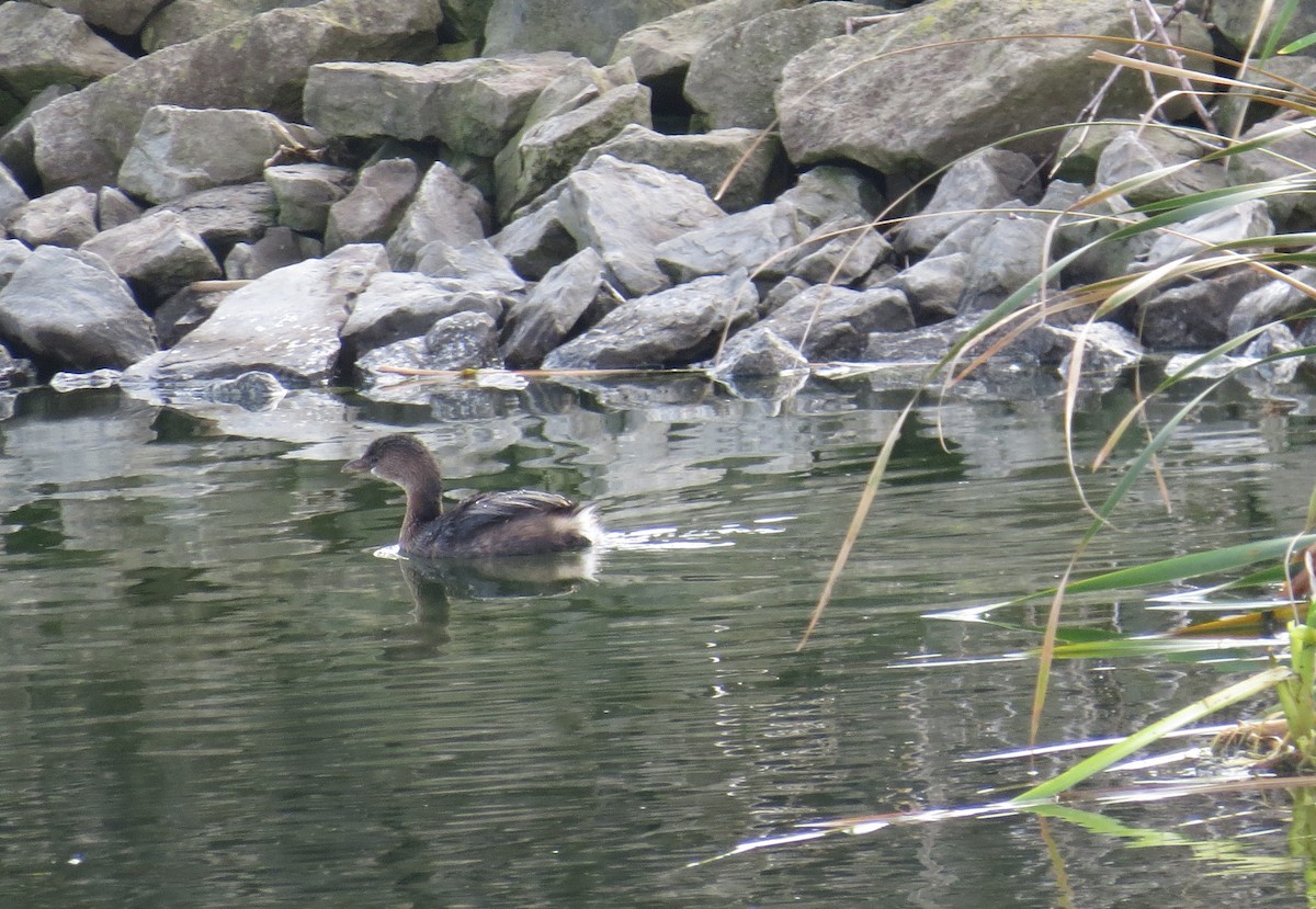 Pied-billed Grebe - ML494816751