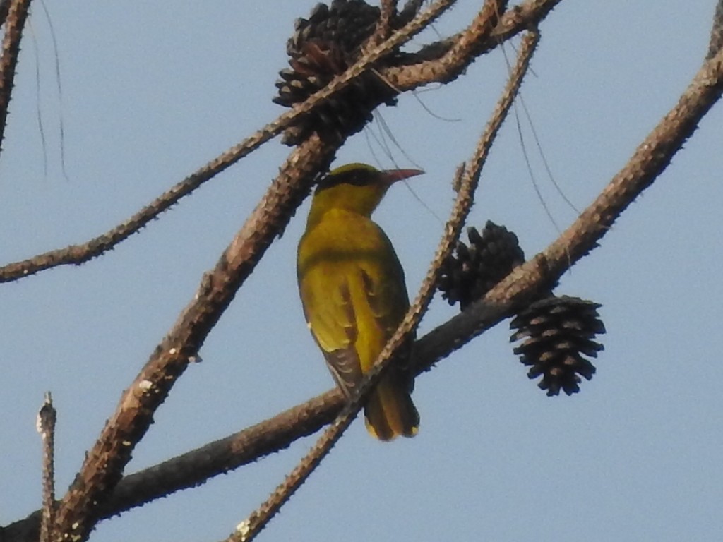 Slender-billed Oriole - Judy Matsuoka