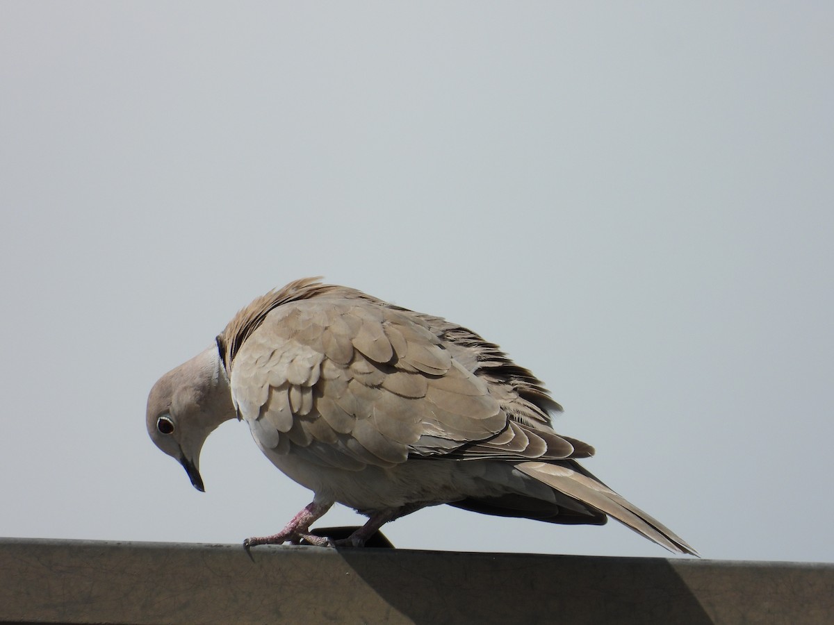 Eurasian Collared-Dove - ML494820051