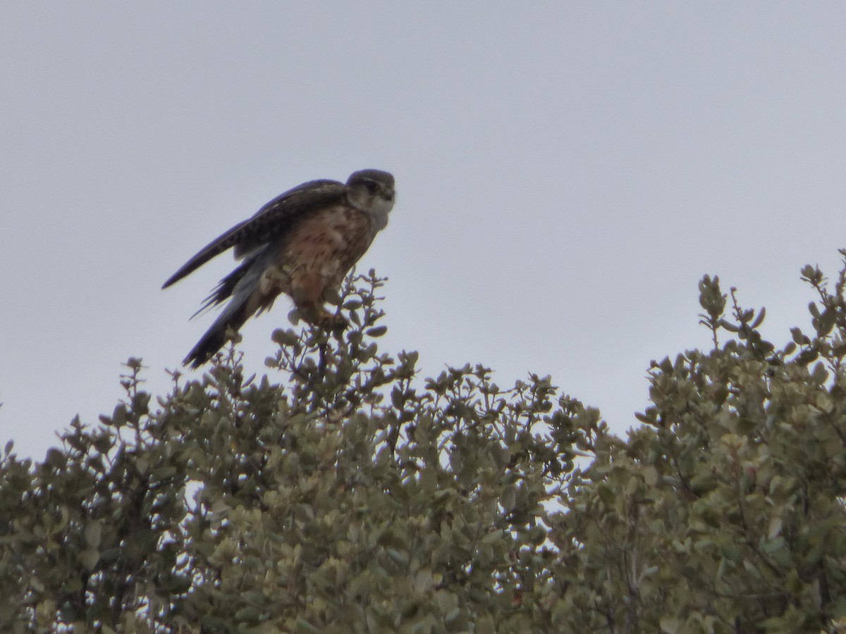 Merlin - Joaquín Mayo García