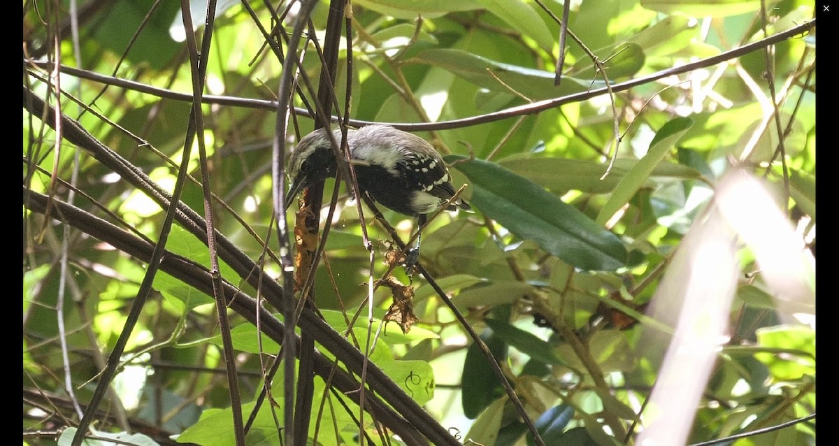 Northern White-fringed Antwren - Rashid Ali