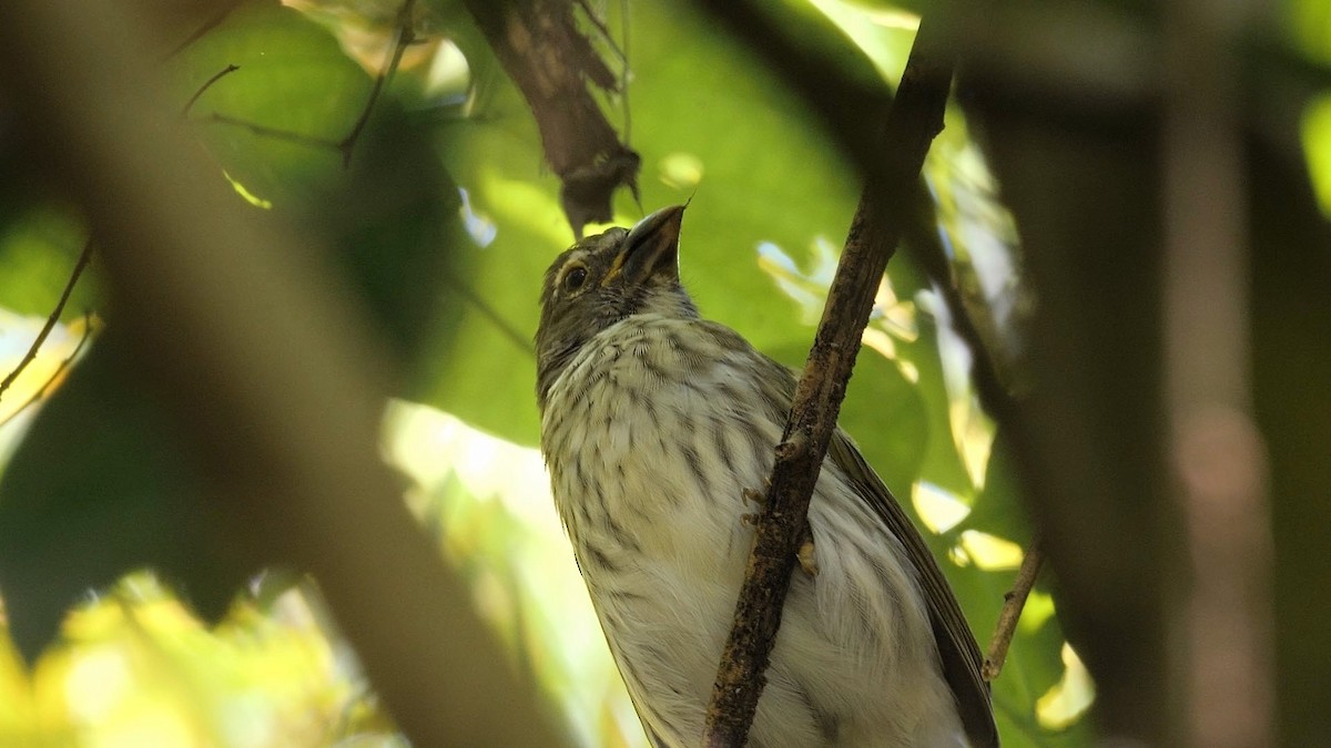 Çizgili Saltator - ML494822821