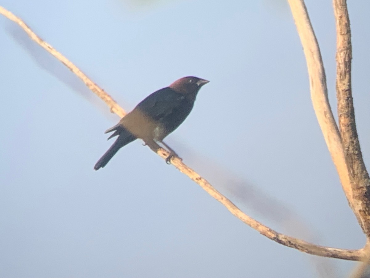 Brown-headed Cowbird - ML494823051