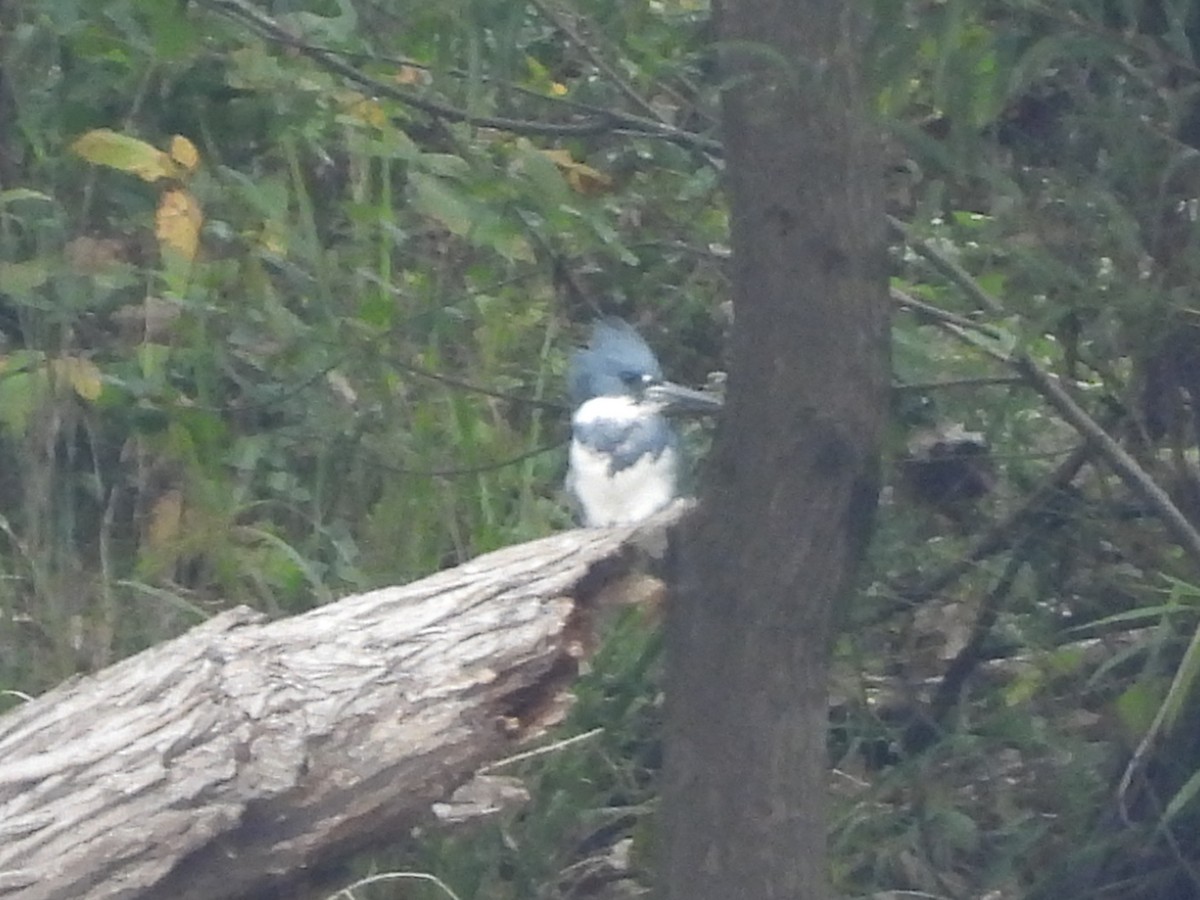 Belted Kingfisher - ML494824661