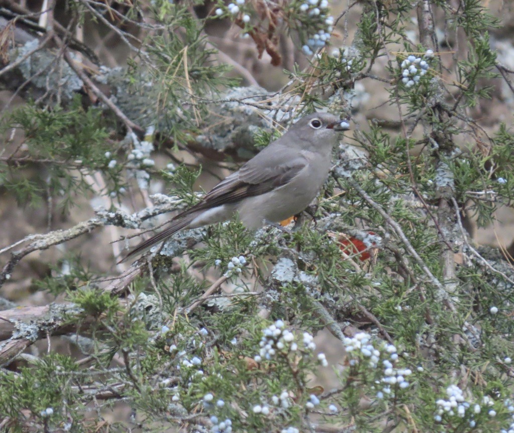 Townsend's Solitaire - ML494825441