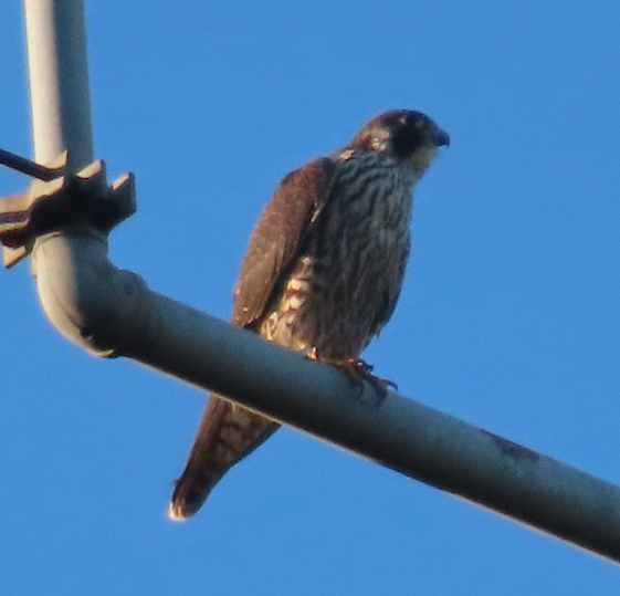 Peregrine Falcon - Bill Cone