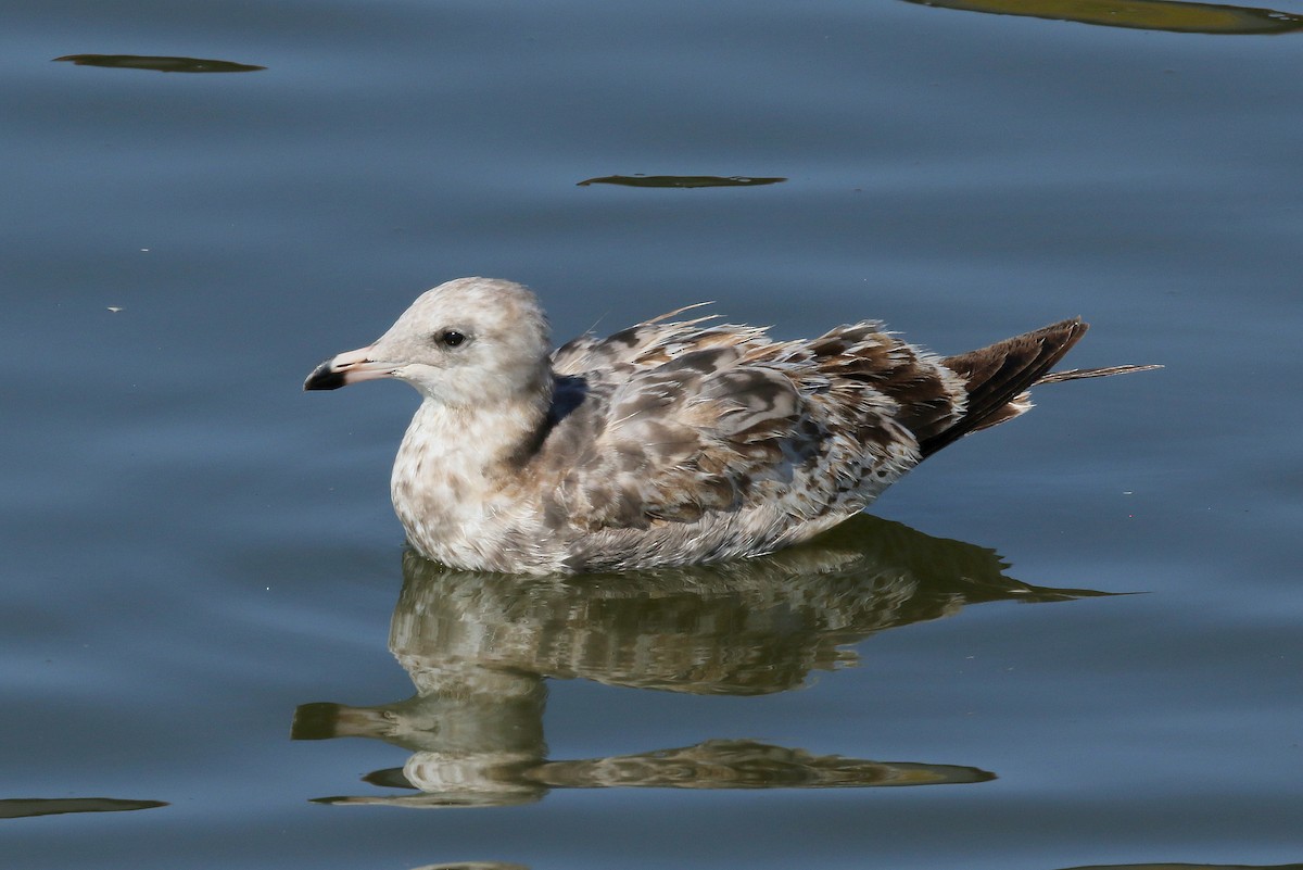 California Gull - Steve Rottenborn