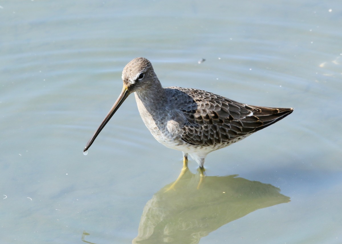 Long-billed Dowitcher - Steve Rottenborn