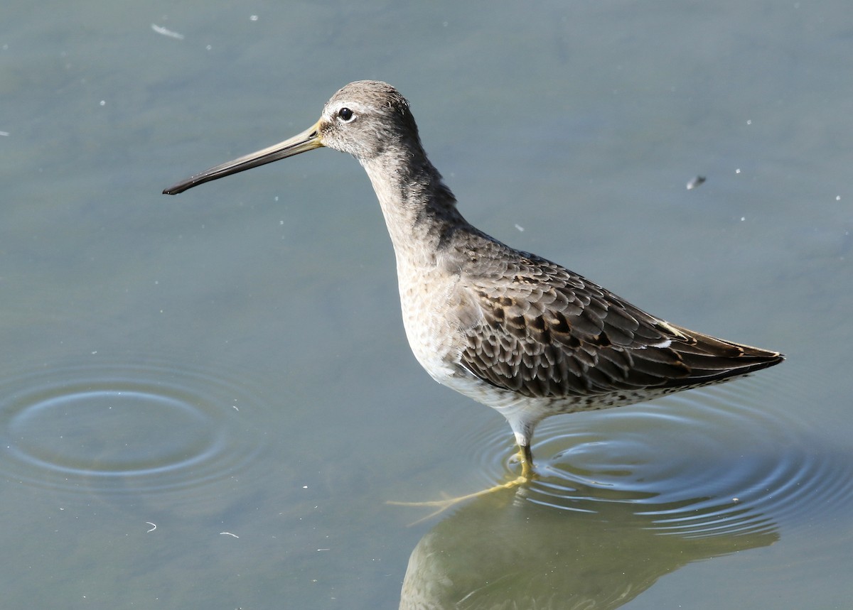 Long-billed Dowitcher - Steve Rottenborn