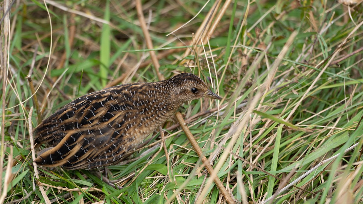 Yellow Rail - ML494829831