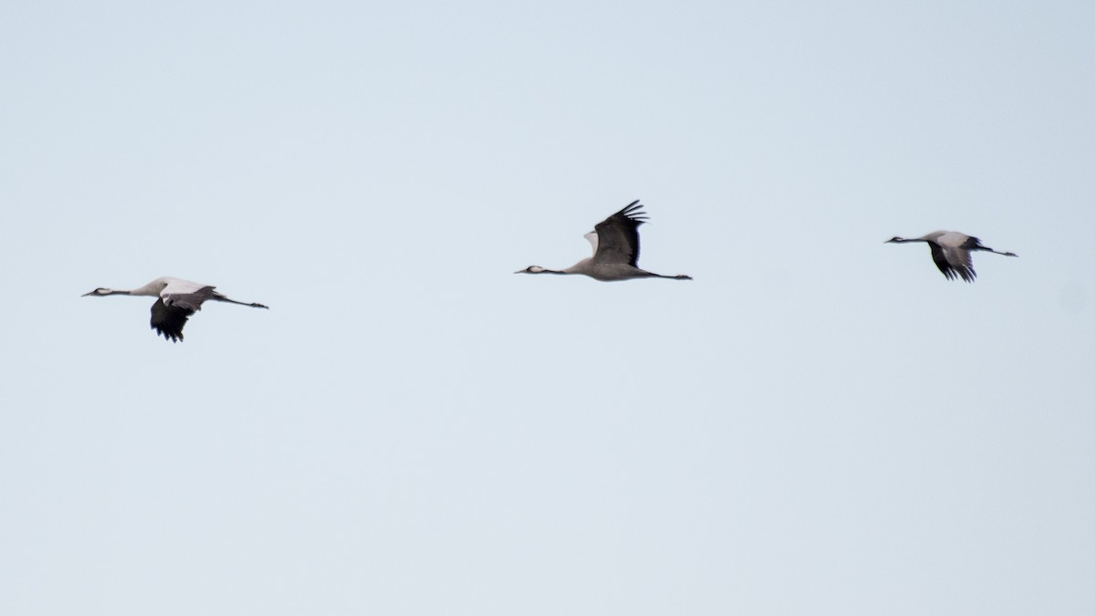 Demoiselle Crane - ML494831241