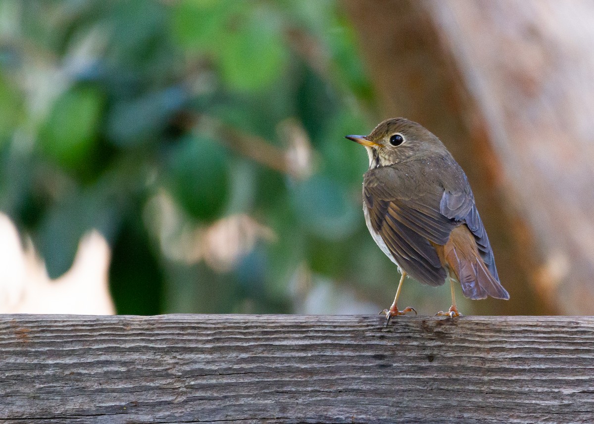 Hermit Thrush - ML494832091