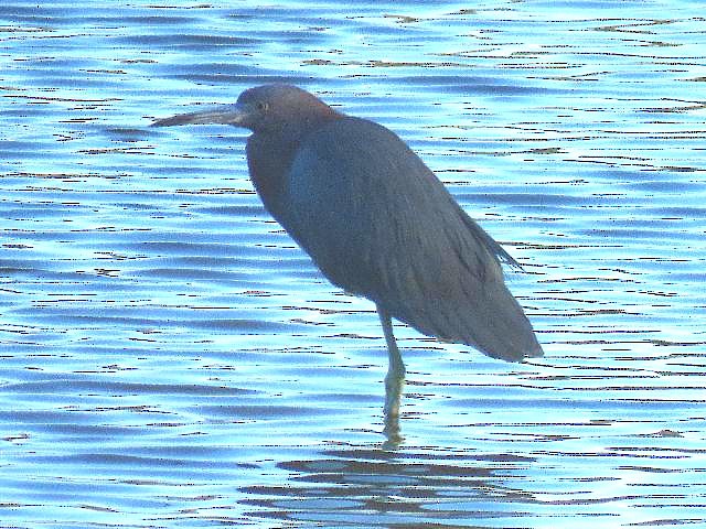 Little Blue Heron - Roy E. Peterson