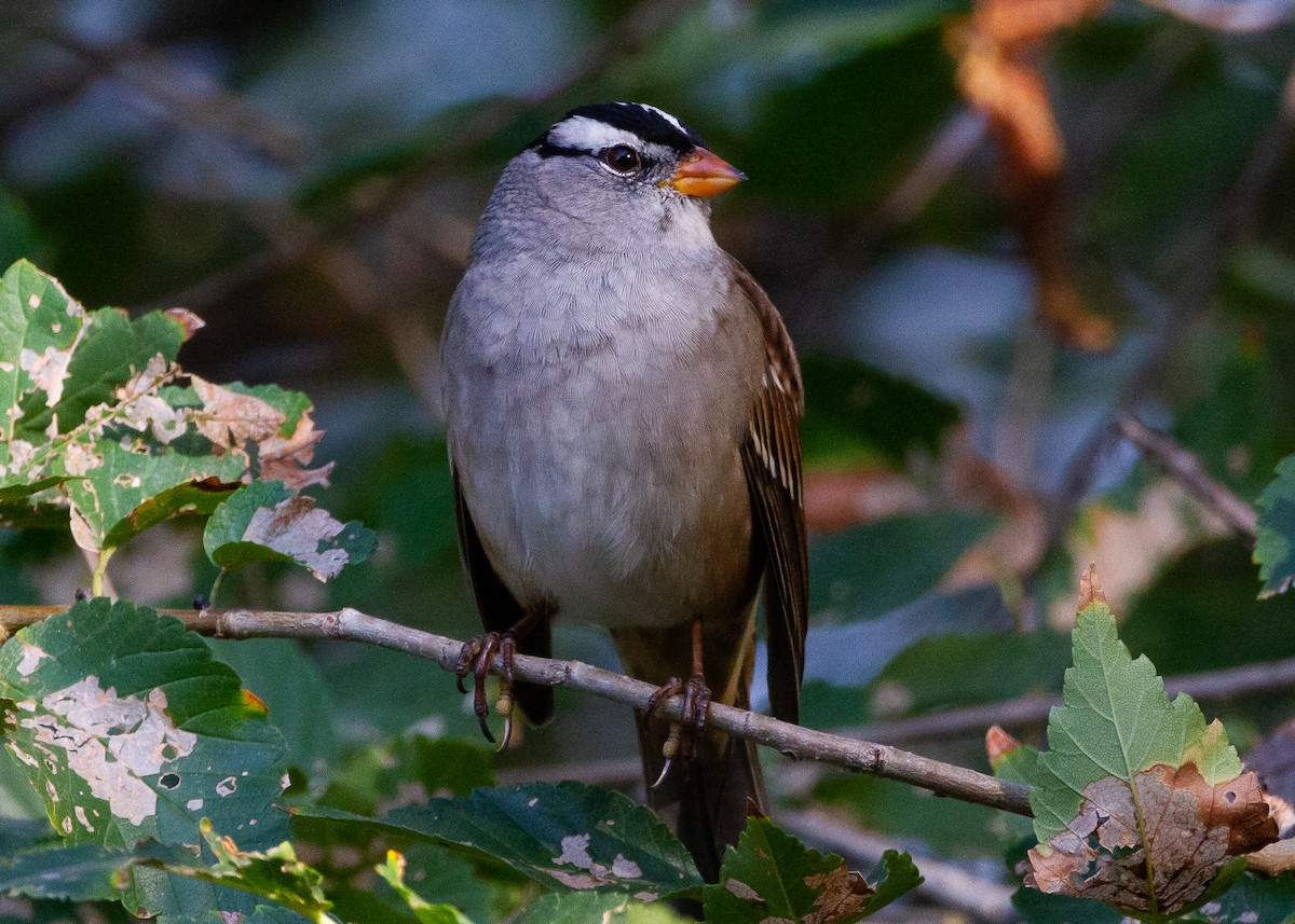 White-crowned Sparrow - ML494833111