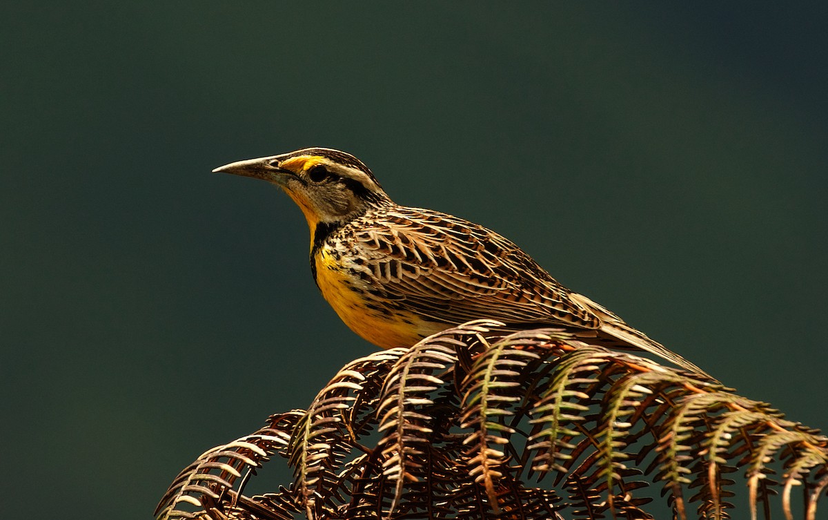 Eastern Meadowlark - ML494834711