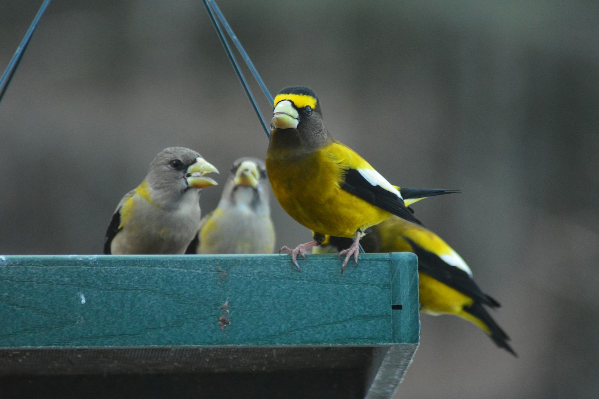 Evening Grosbeak - ML49483751