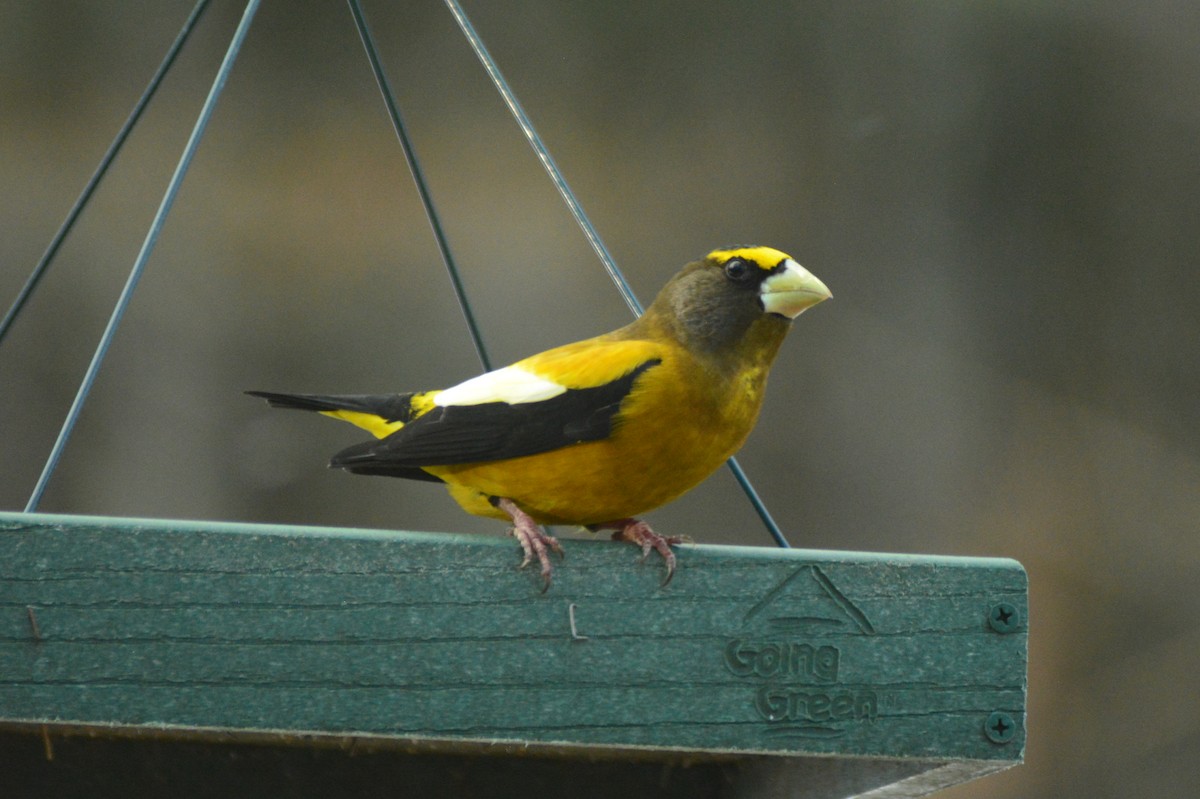 Evening Grosbeak - ML49483871